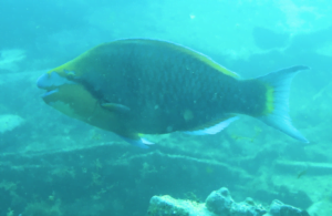 Fish Cabo Verde, Boa Vista Island Guinean parrotfish
