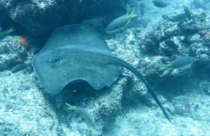 Fish Cabo Verde, Boa Vista Island Stingray