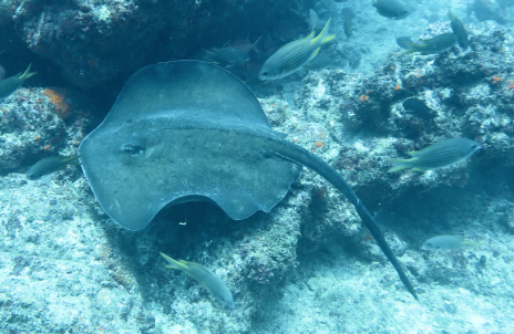 Discover the Marine life of Boa Vista in Cape Verde – DcRiamar