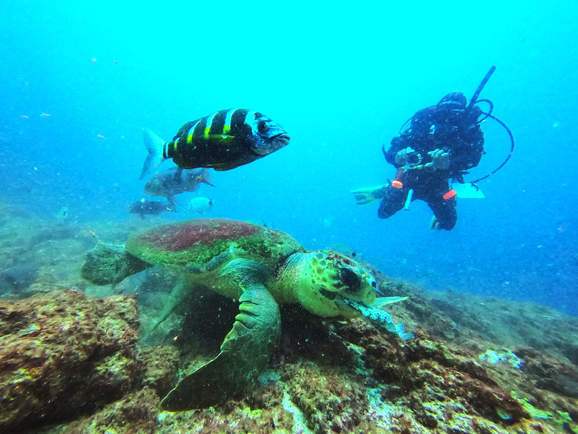 Turle and diver