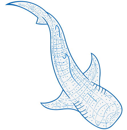 Blue outline vector of a whale shark