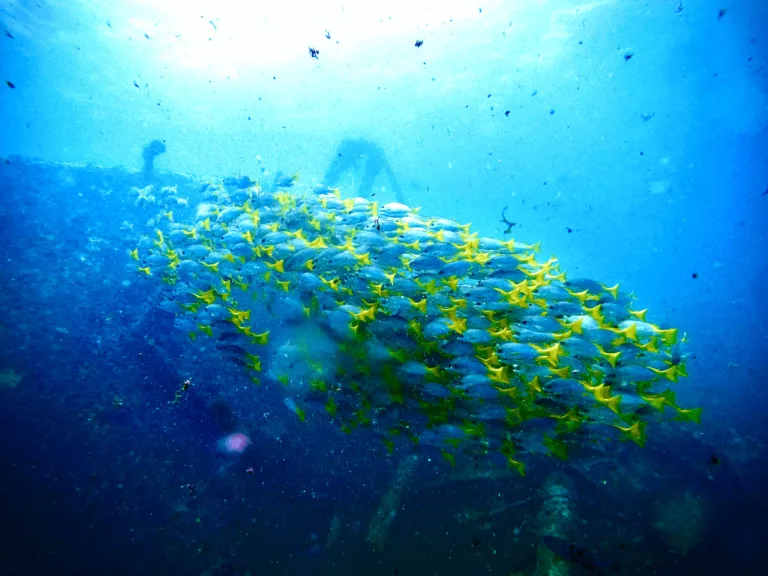 Group of fish at shipwreck in Boa Vista Cape Verde